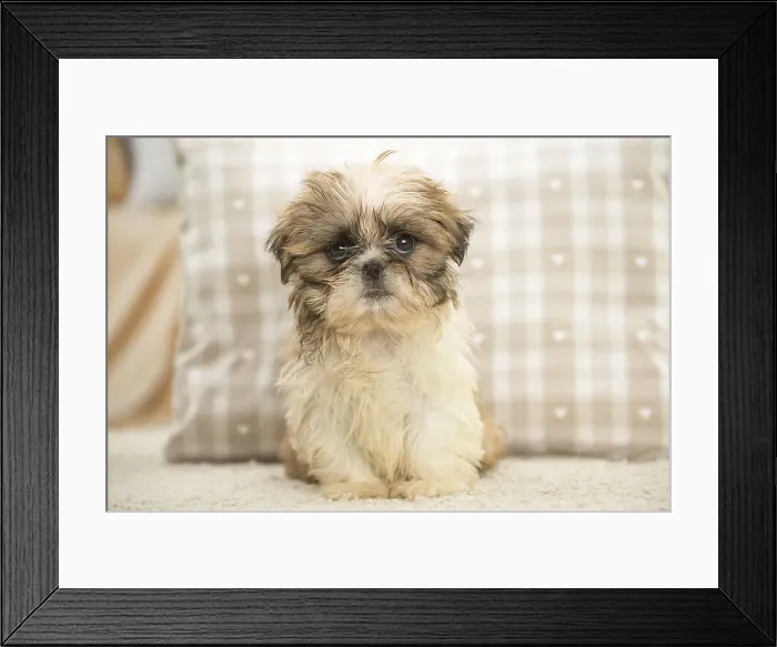 Framed Print : Picture No. 11991768 Framed Print : Picture No. 11991768