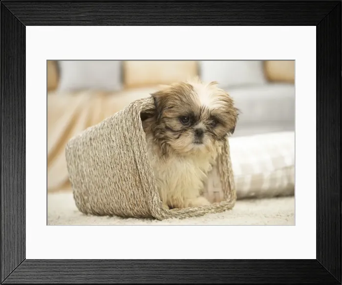 Framed Print : Picture No. 11991769 Framed Print : Picture No. 11991769
