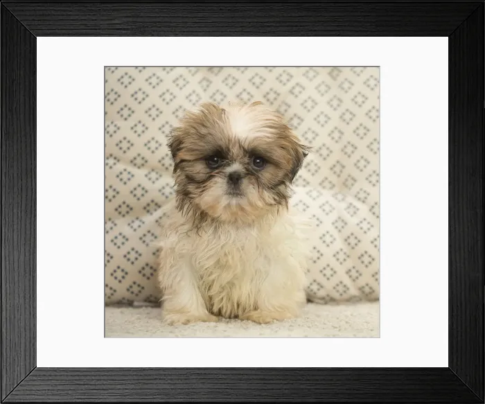Framed Print : Picture No. 11991770 Framed Print : Picture No. 11991770