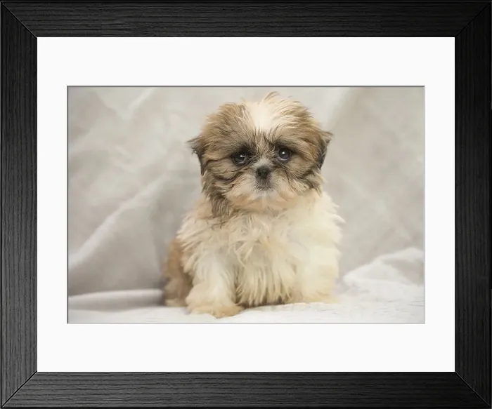 Framed Print : Picture No. 11991771 Framed Print : Picture No. 11991771