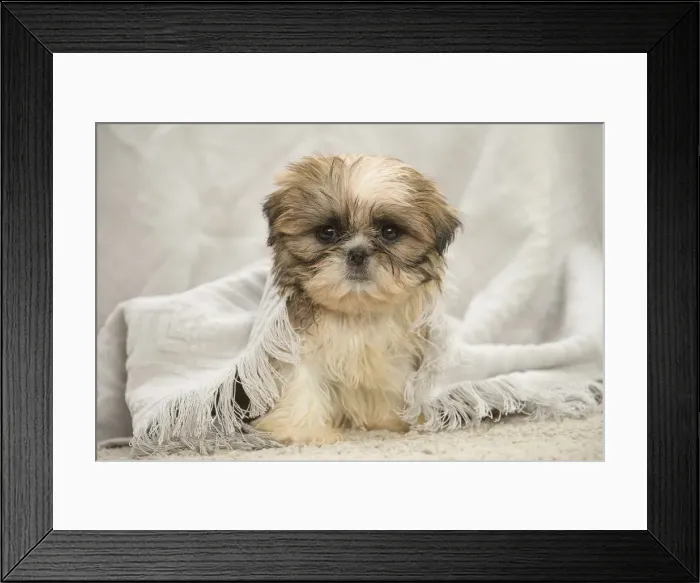 Framed Print : Picture No. 11991772 Framed Print : Picture No. 11991772