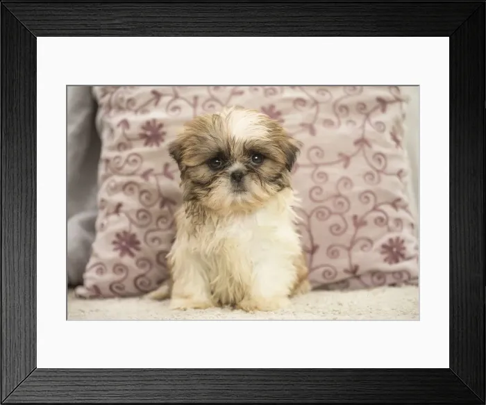 Framed Print : Picture No. 11991773 Framed Print : Picture No. 11991773