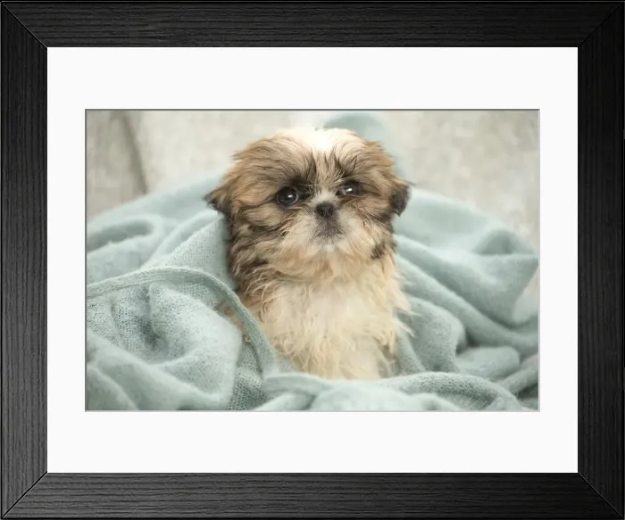Framed Print : Picture No. 11991774 Framed Print : Picture No. 11991774