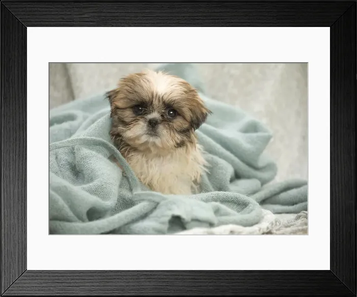 Framed Print : Picture No. 11991775 Framed Print : Picture No. 11991775