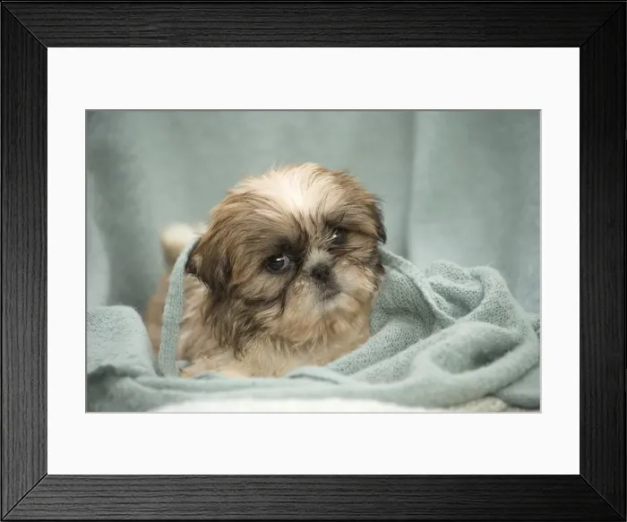 Framed Print : Picture No. 11991776 Framed Print : Picture No. 11991776
