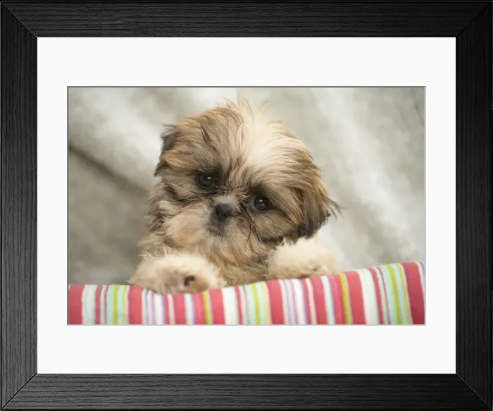 Framed Print : Picture No. 11991777 Framed Print : Picture No. 11991777