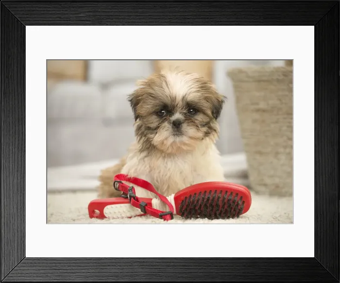 Framed Print : Picture No. 11991778 Framed Print : Picture No. 11991778