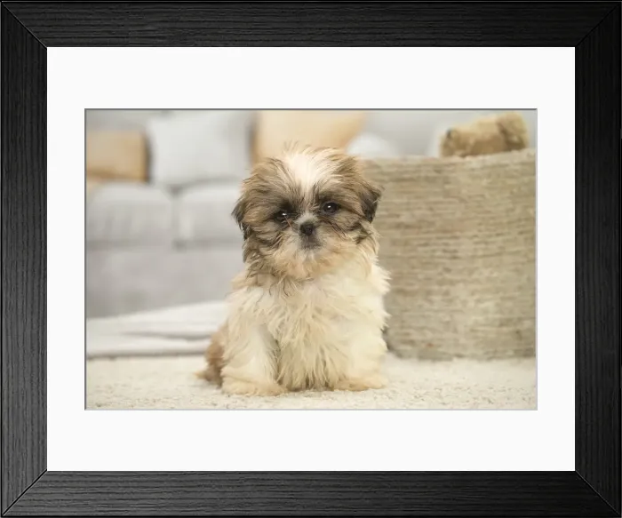 Framed Print : Picture No. 11991779 Framed Print : Picture No. 11991779