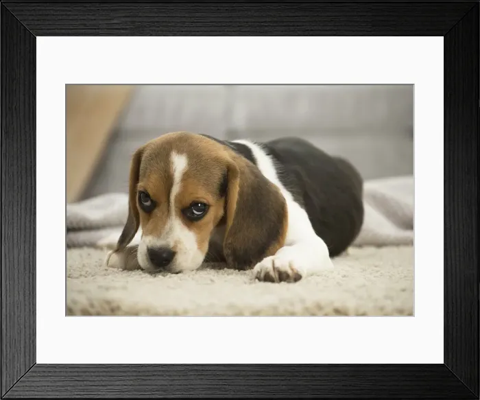 Framed Print : Picture No. 11991780 Framed Print : Picture No. 11991780