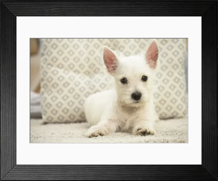 Framed Print : Picture No. 11991784 Framed Print : Picture No. 11991784