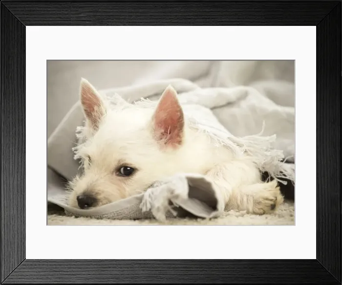 Framed Print : Picture No. 11991785 Framed Print : Picture No. 11991785