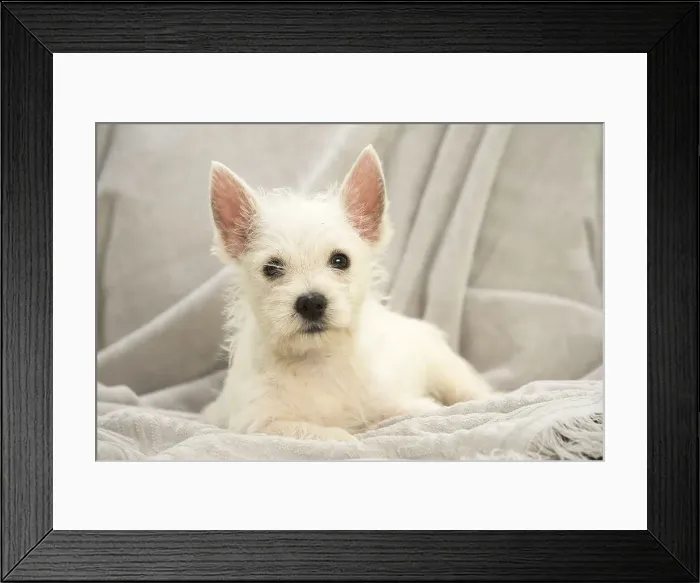 Framed Print : Picture No. 11991786 Framed Print : Picture No. 11991786