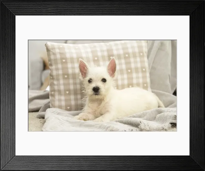 Framed Print : Picture No. 11991788 Framed Print : Picture No. 11991788
