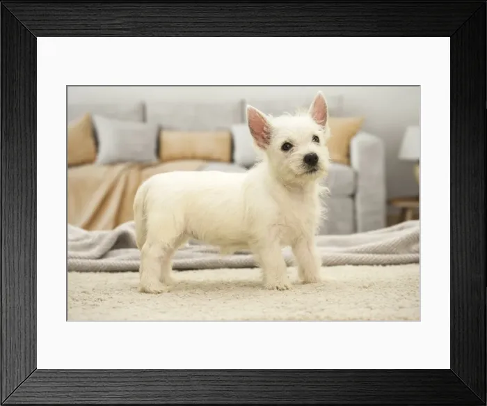 Framed Print : Picture No. 11991790 Framed Print : Picture No. 11991790