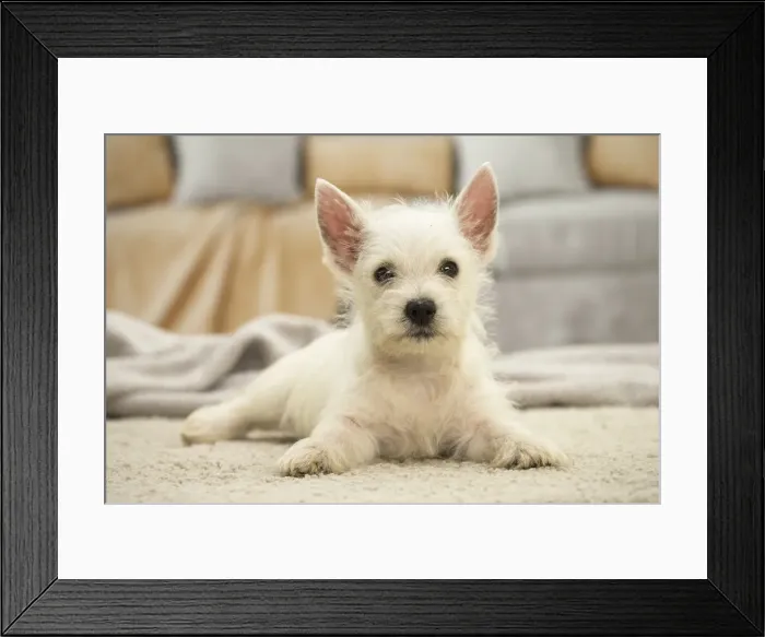 Framed Print : Picture No. 11991791 Framed Print : Picture No. 11991791