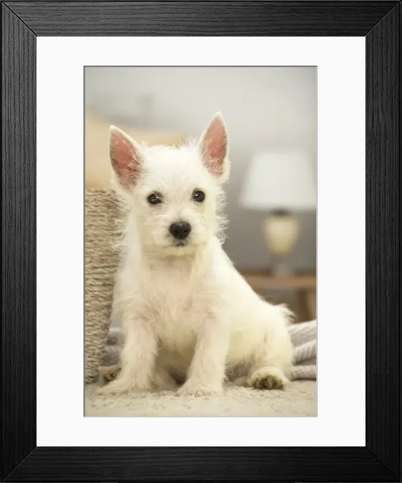 Framed Print : Picture No. 11991792 Framed Print : Picture No. 11991792