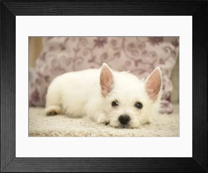 Framed Print : Picture No. 11991793 Framed Print : Picture No. 11991793