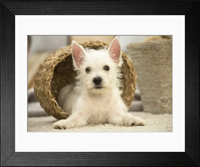 Framed Print : Picture No. 11991796 Framed Print : Picture No. 11991796
