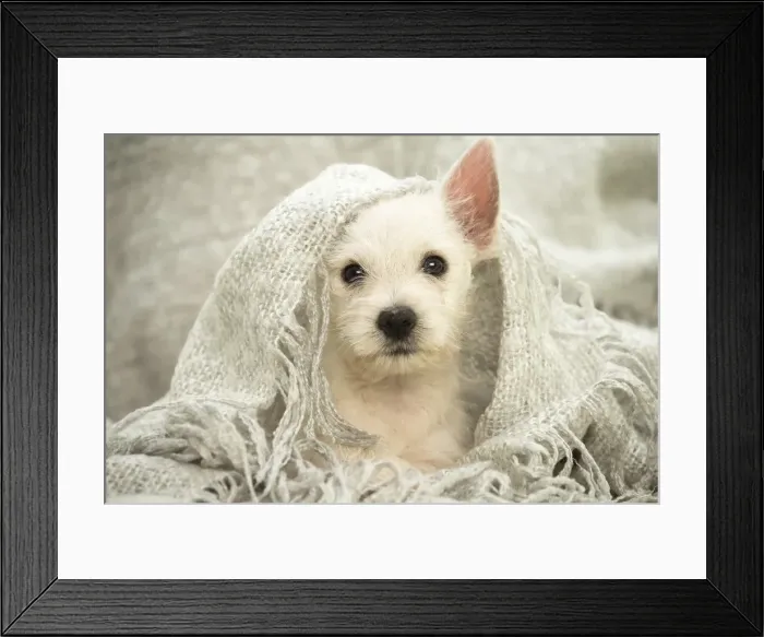 Framed Print : Picture No. 11991797 Framed Print : Picture No. 11991797