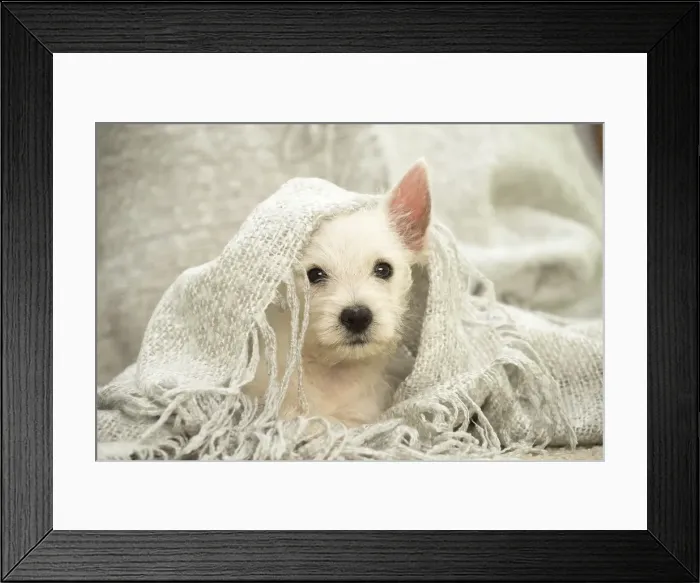 Framed Print : Picture No. 11991798 Framed Print : Picture No. 11991798