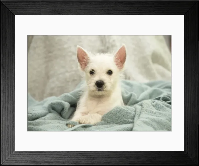 Framed Print : Picture No. 11991799 Framed Print : Picture No. 11991799
