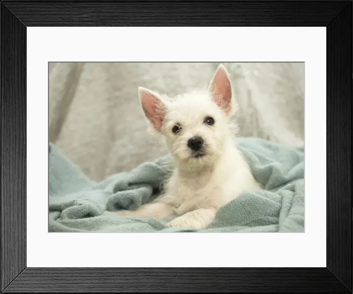 Framed Print : Picture No. 11991800 Framed Print : Picture No. 11991800