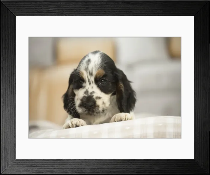 Framed Print : Picture No. 11991801 Framed Print : Picture No. 11991801