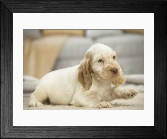 Framed Print : Picture No. 11991803 Framed Print : Picture No. 11991803
