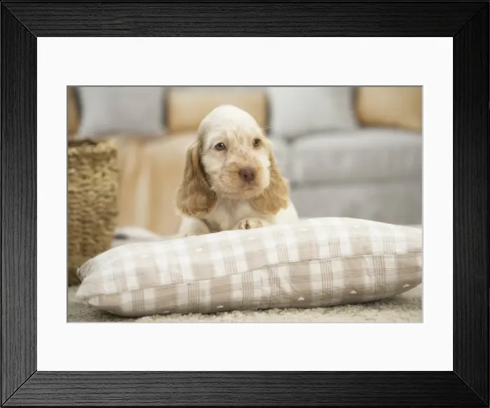 Framed Print : Picture No. 11991804 Framed Print : Picture No. 11991804
