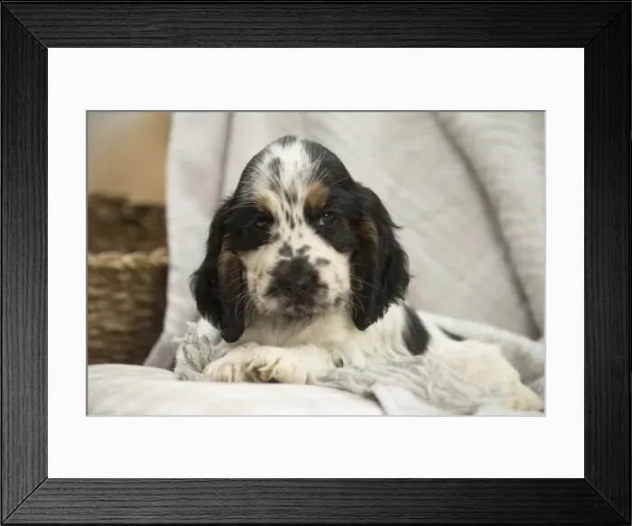Framed Print : Picture No. 11991806 Framed Print : Picture No. 11991806