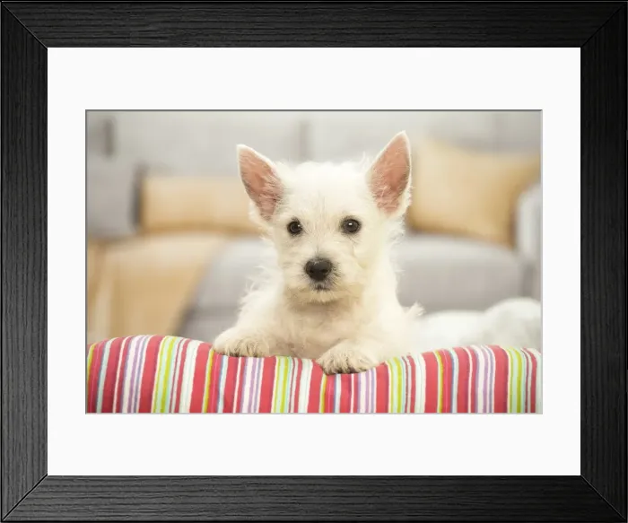 Framed Print : Picture No. 11991807 Framed Print : Picture No. 11991807
