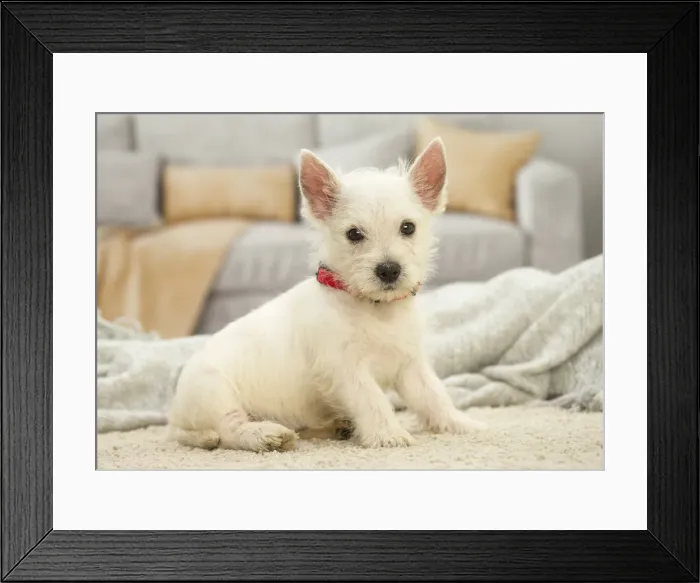 Framed Print : Picture No. 11991809 Framed Print : Picture No. 11991809