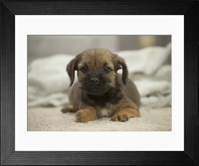 Framed Print : Picture No. 11991811 Framed Print : Picture No. 11991811