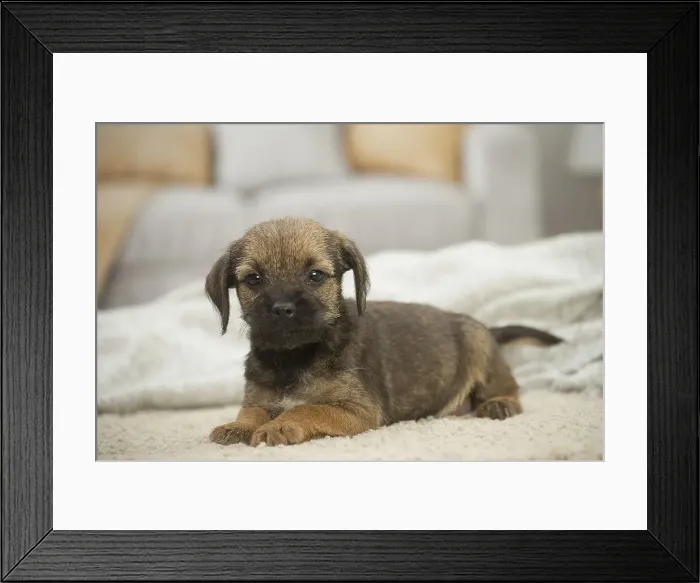 Framed Print : Picture No. 11991812 Framed Print : Picture No. 11991812