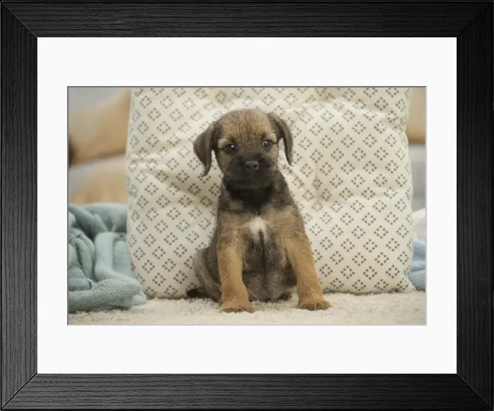 Framed Print : Picture No. 11991818 Framed Print : Picture No. 11991818
