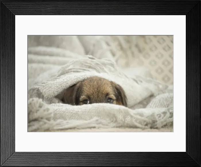 Framed Print : Picture No. 11991819