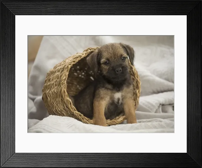 Framed Print : Picture No. 11991823 Framed Print : Picture No. 11991823