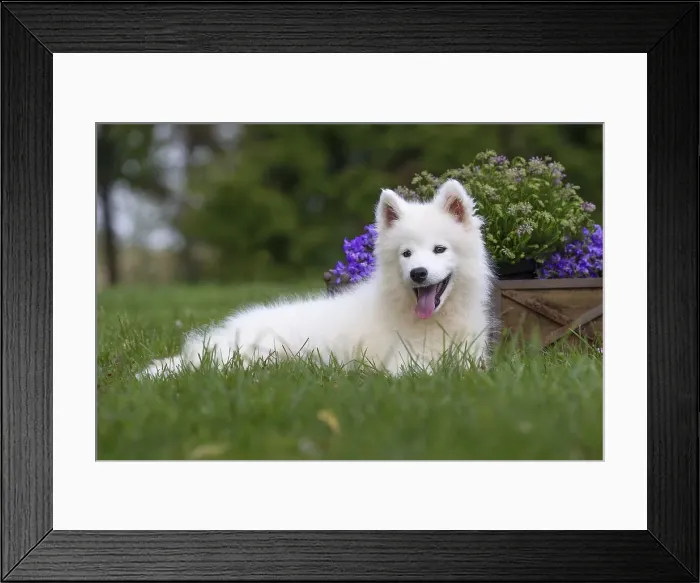 Framed Print : Picture No. 11991827 Framed Print : Picture No. 11991827