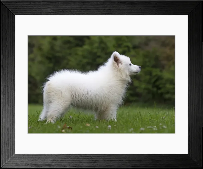 Framed Print : Picture No. 11991828 Framed Print : Picture No. 11991828