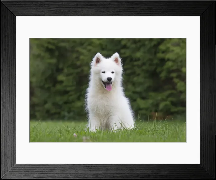 Framed Print : Picture No. 11991829 Framed Print : Picture No. 11991829
