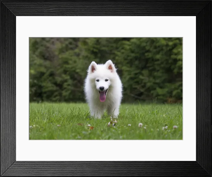 Framed Print : Picture No. 11991830 Framed Print : Picture No. 11991830