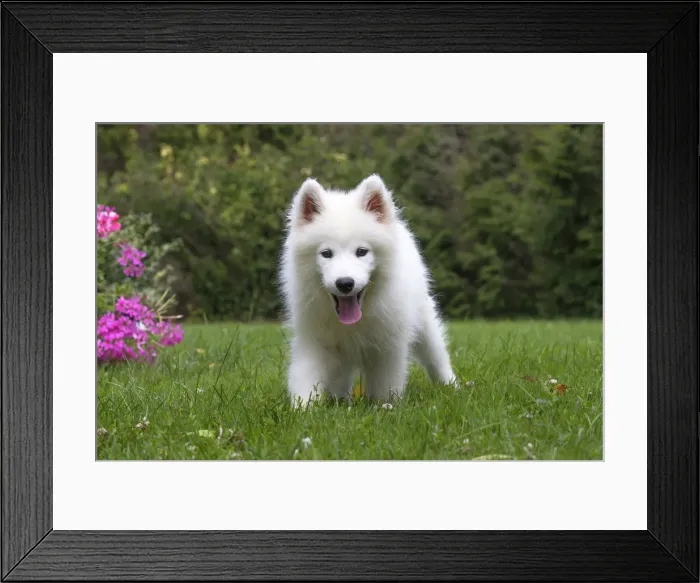 Framed Print : Picture No. 11991831 Framed Print : Picture No. 11991831