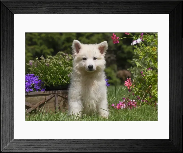 Framed Print : Picture No. 11991832 Framed Print : Picture No. 11991832