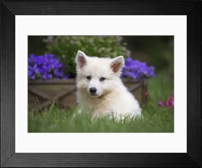 Framed Print : Picture No. 11991834 Framed Print : Picture No. 11991834
