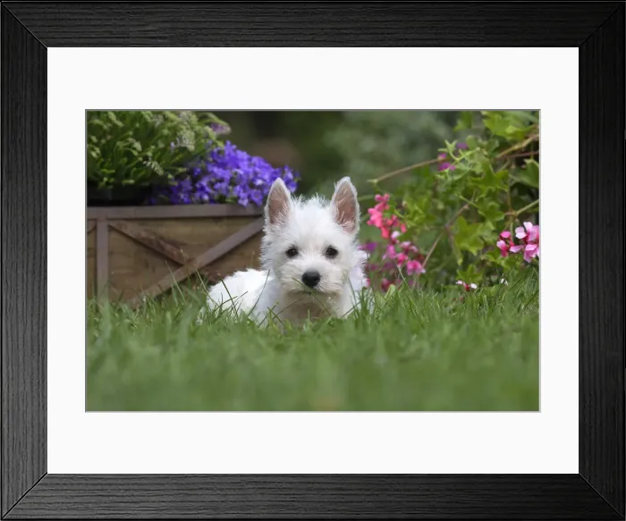 Framed Print : Picture No. 11991835 Framed Print : Picture No. 11991835