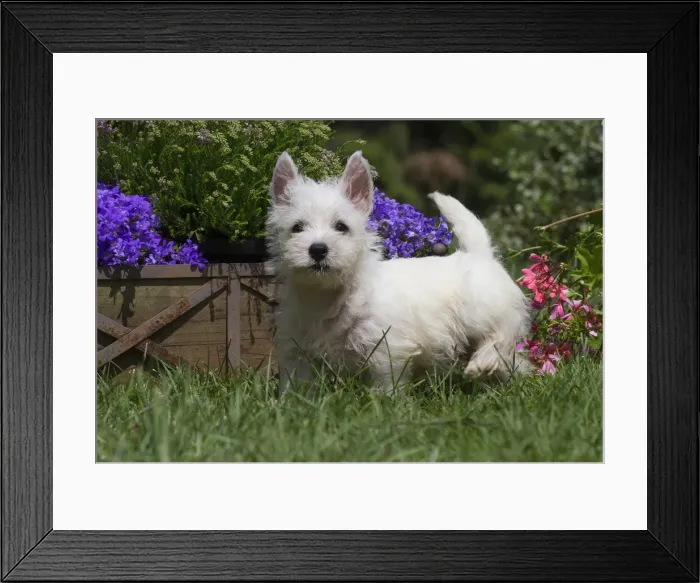 Framed Print : Picture No. 11991836 Framed Print : Picture No. 11991836