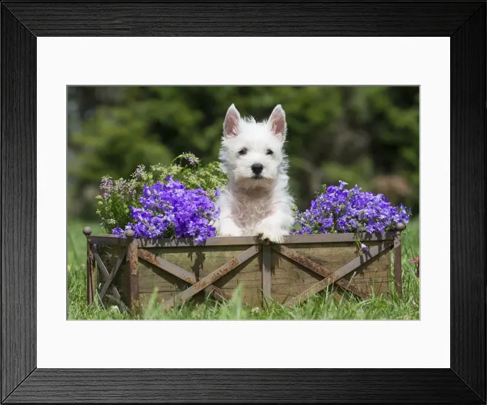 Framed Print : Picture No. 11991837 Framed Print : Picture No. 11991837