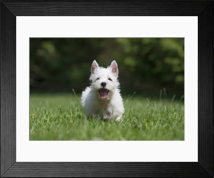 Framed Print : Picture No. 11991838 Framed Print : Picture No. 11991838