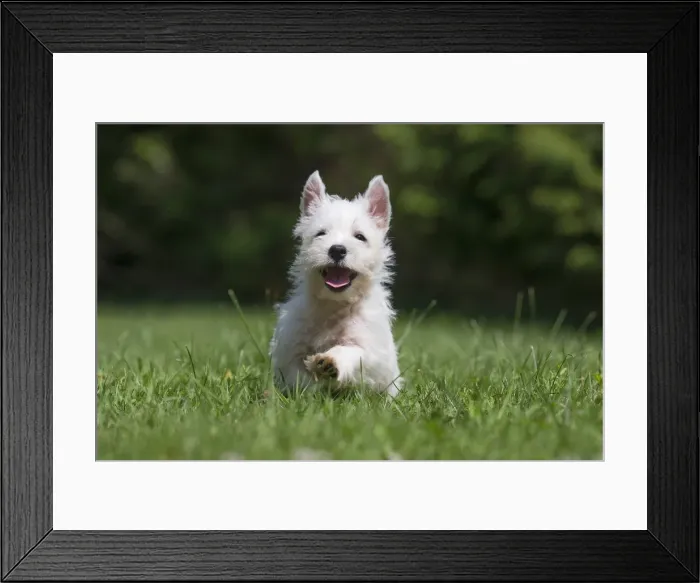 Framed Print : Picture No. 11991839 Framed Print : Picture No. 11991839