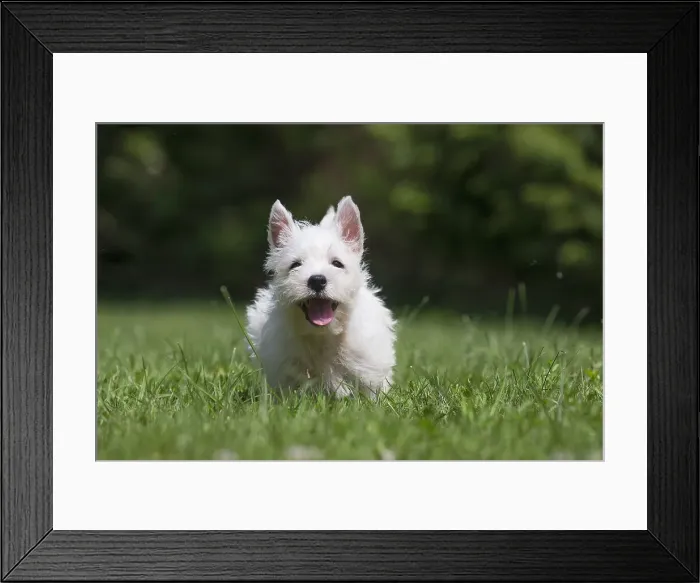 Framed Print : Picture No. 11991840 Framed Print : Picture No. 11991840